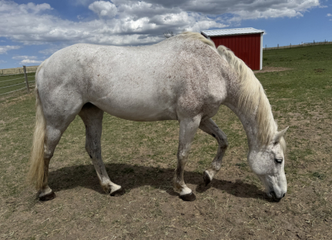 HorseID: 2307356 Nymiri - PhotoID: 1094757