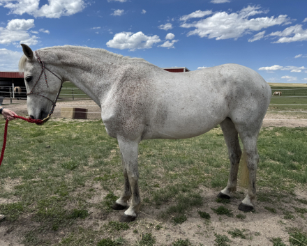 HorseID: 2307356 Nymiri - PhotoID: 1094758