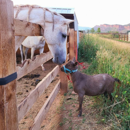 HorseID: 2307356 Nymiri - PhotoID: 1094759