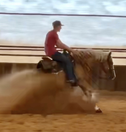 HorseID: 2307607 Chicmate by Smart Chic Olena (Hall of Fame) - PhotoID: 1100910