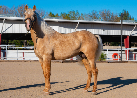 HorseID: 2307764 Astuto Vinyet - PhotoID: 1091763