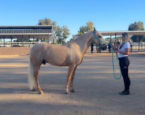 HorseID: 2307764 Astuto Vinyet - PhotoID: 1091765