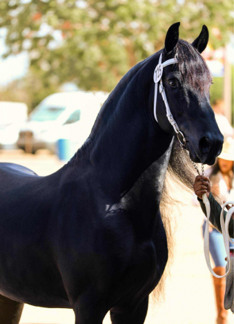 HorseID: 2307795 Lord - PhotoID: 1091812