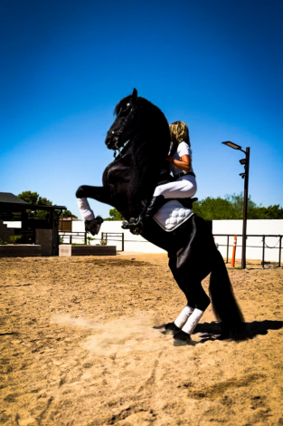 HorseID: 2307795 Lord - PhotoID: 1091814