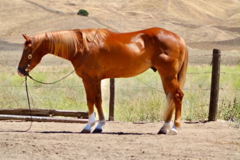 HorseID: 2308121 COPPER - PhotoID: 1092206