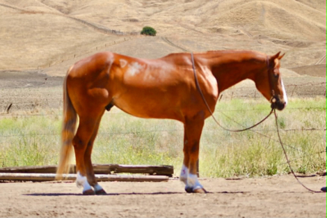 HorseID: 2308121 COPPER - PhotoID: 1092207