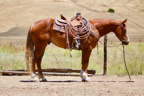HorseID: 2308121 COPPER - PhotoID: 1092208