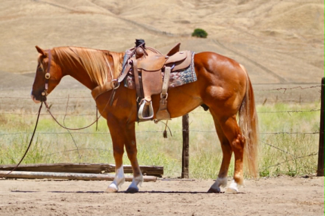 HorseID: 2308121 COPPER - PhotoID: 1096964