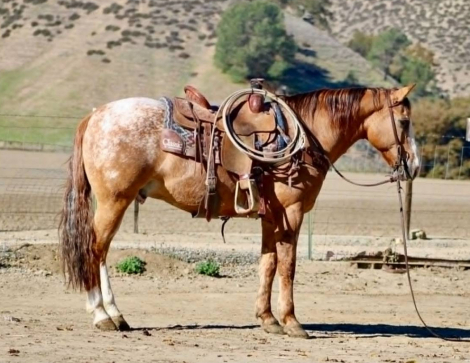 HorseID: 2308122 WOODY - PhotoID: 1092214
