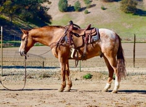 HorseID: 2308122 WOODY - PhotoID: 1092215