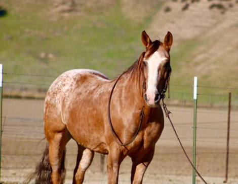 HorseID: 2308122 WOODY - PhotoID: 1092216
