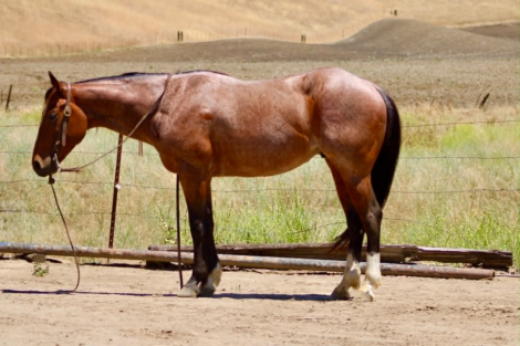 HorseID: 2308124 BOOT SCOOT - PhotoID: 1092219