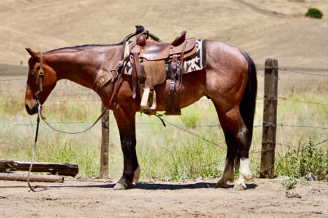HorseID: 2308124 BOOT SCOOT - PhotoID: 1092220