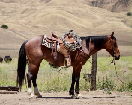 HorseID: 2308124 BOOT SCOOT - PhotoID: 1092221