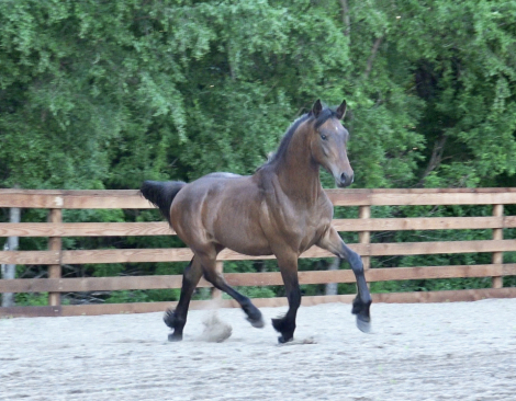 HorseID: 2308158 Daggers Atlas - PhotoID: 1092230