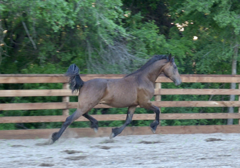 HorseID: 2308158 Daggers Atlas - PhotoID: 1092231