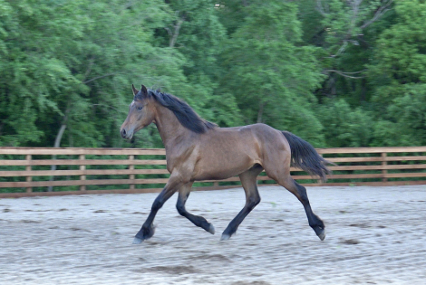 HorseID: 2308158 Daggers Atlas - PhotoID: 1092232