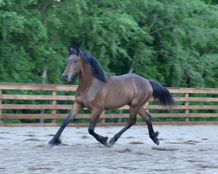 HorseID: 2308158 Daggers Atlas - PhotoID: 1092233