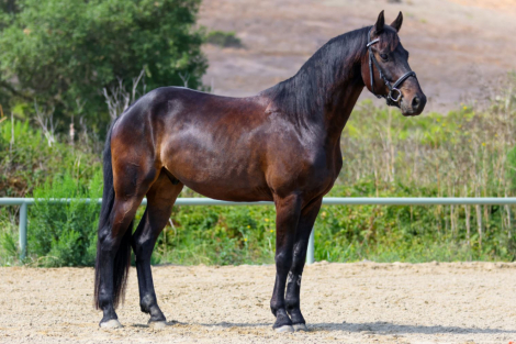HorseID: 2308268 Spartan - PhotoID: 1099357