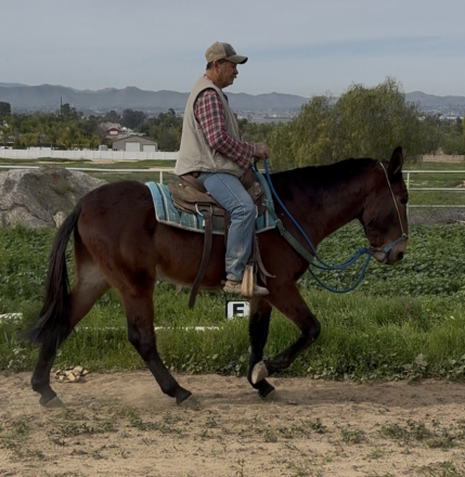 HorseID: 2308481 Django - PhotoID: 1092641