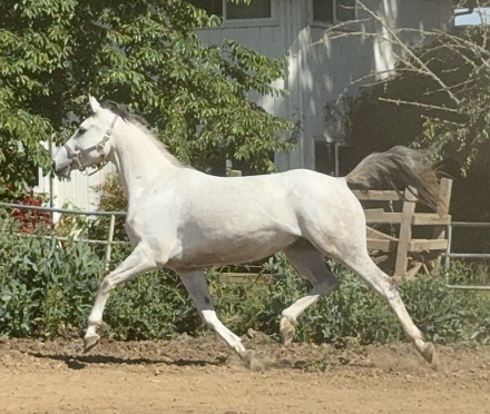 HorseID: 2308603 Grand Finale - PhotoID: 1092883