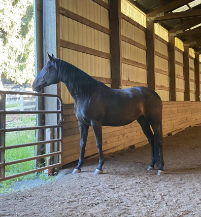 HorseID: 2308688 Elphie - PhotoID: 1093028