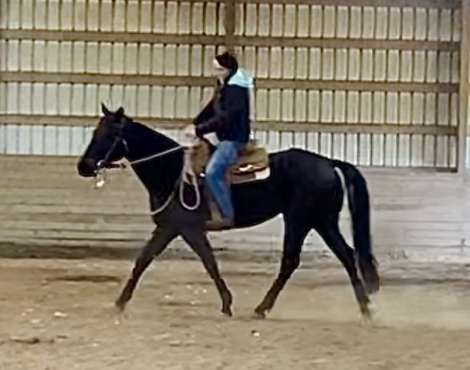 HorseID: 2308688 Elphie - PhotoID: 1093029