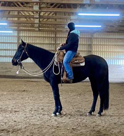 HorseID: 2308688 Elphie - PhotoID: 1093030