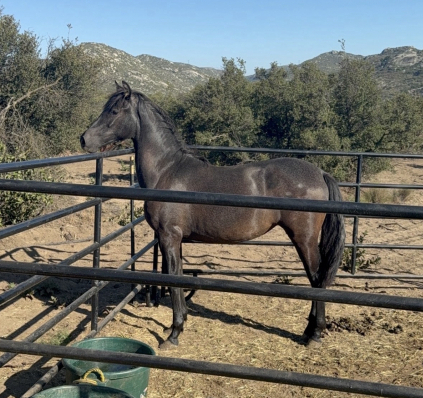 HorseID: 2308709 Stormy Sky - PhotoID: 1100749