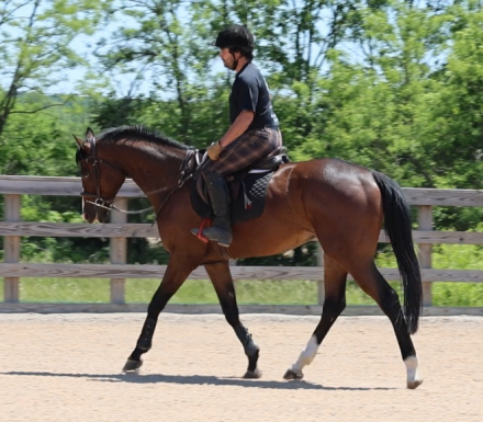 HorseID: 2308836 Casanova - PhotoID: 1093109