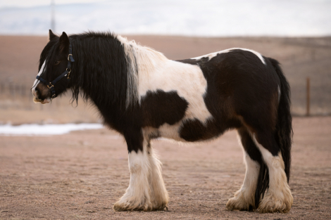 HorseID: 2308837 Kohls Sweet Stuff - PhotoID: 1093113