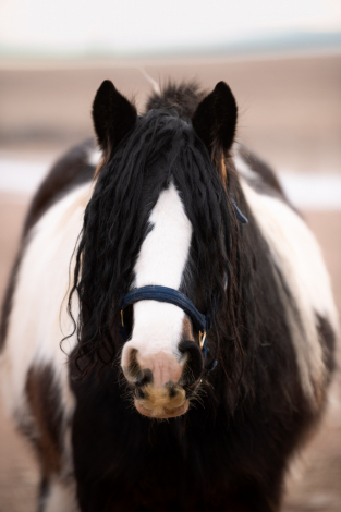 HorseID: 2308837 Kohls Sweet Stuff - PhotoID: 1093114