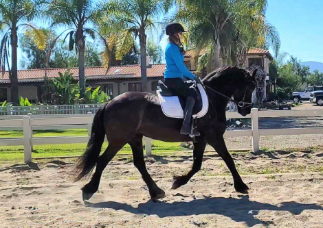 HorseID: 2308953 Sabella - PhotoID: 1093259