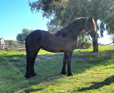 HorseID: 2308953 Sabella - PhotoID: 1093260