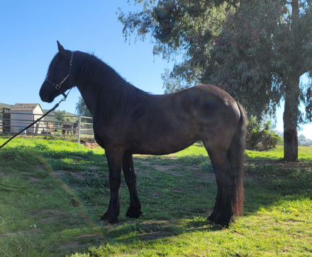 HorseID: 2308953 Sabella - PhotoID: 1093261