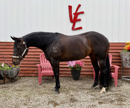 HorseID: 2309184 GR Shiney Cat - PhotoID: 1100946