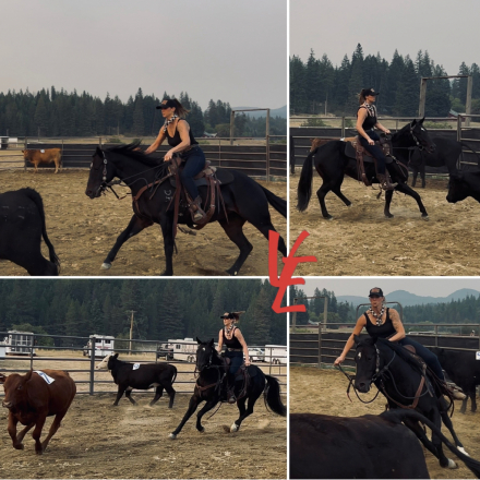 HorseID: 2309184 GR Shiney Cat - PhotoID: 1100948