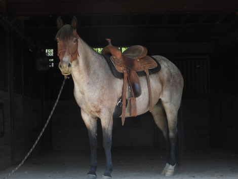 HorseID: 2309193 MESA ROSE - PhotoID: 1100295