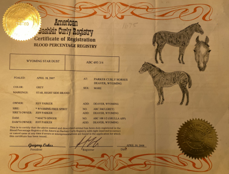 HorseID: 2309346 Star Dust - PhotoID: 1093752