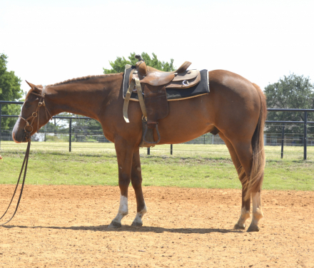 HorseID: 2309729 THE BEST DETAILS - PhotoID: 1100648