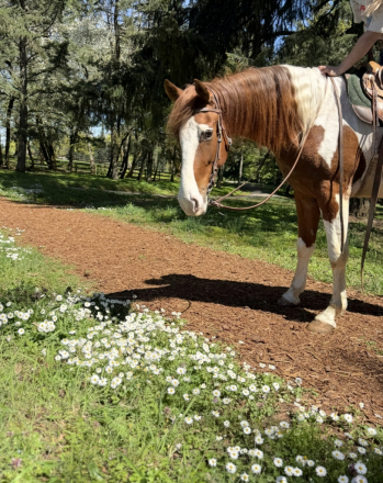 HorseID: 2310045 I spotted a star - PhotoID: 1099347