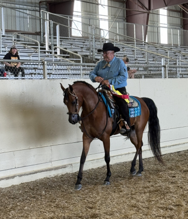 HorseID: 2310118 Lady Nashville - PhotoID: 1096776