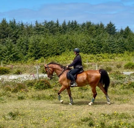 HorseID: 2310283 Sweetie Pie - PhotoID: 1095046