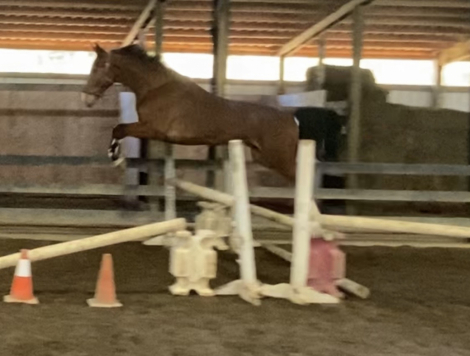 HorseID: 2310283 Sweetie Pie - PhotoID: 1095047