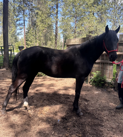 HorseID: 2310521 Velvet - PhotoID: 1098542