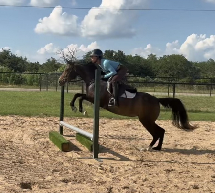 HorseID: 2310535 Perfect Princess - PhotoID: 1095165