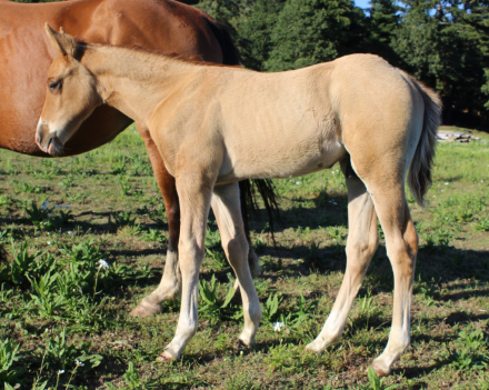 HorseID: 2310771 Smart Pilgrim - PhotoID: 1095455
