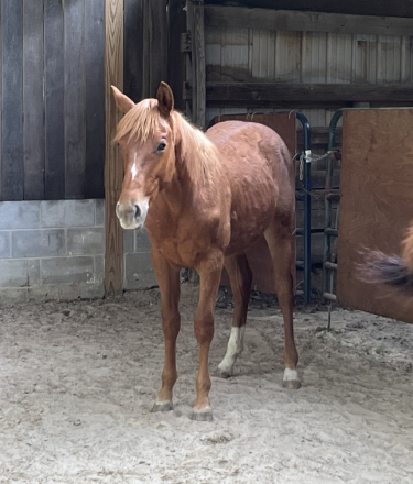 HorseID: 2311025 MVP METALLIC BLUES - PhotoID: 1099794