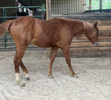 HorseID: 2311025 MVP METALLIC BLUES - PhotoID: 1099795