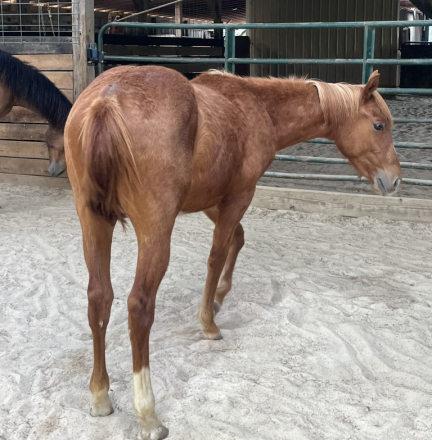 HorseID: 2311025 MVP METALLIC BLUES - PhotoID: 1099796